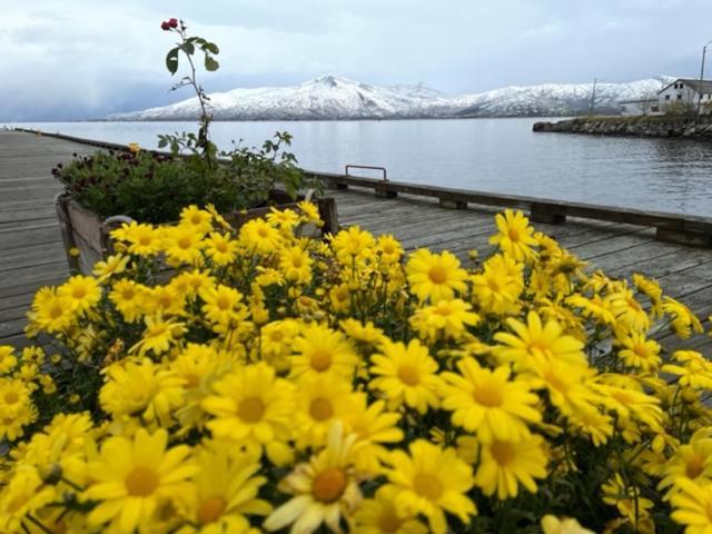 1. Etg I Dampskipsbrygga, Lodingen Havn Экстерьер фото